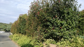 2018-11-08 09.28.36.jpg